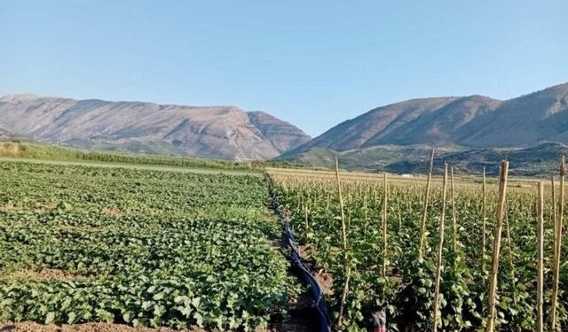 Prodhimi vendas humbet terren, ekonomia rriti varësinë nga importet