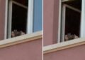 Patronazhisti kapet “mat” duke bërë fotografi nga Kuvendi