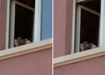 Patronazhisti kapet “mat” duke bërë fotografi nga Kuvendi