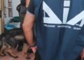 Antimafia italiane shkatërron rrjetin e trafikut të drogës me lidhje shqiptare, 23 në pranga