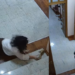 VIDEO/ Momenti kur Shehaj merr marrëveshjen me SHBA-në, sekretarja rrëzohet në shkallë