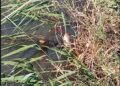 FOTO/ Pamje shqetësuese nga Tale, peshqit e ngordhur ‘pushtojnë’ ujrat