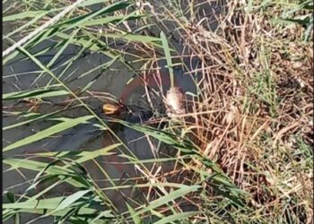 FOTO/ Pamje shqetësuese nga Tale, peshqit e ngordhur ‘pushtojnë’ ujrat