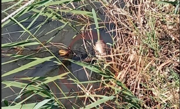FOTO/ Pamje shqetësuese nga Tale, peshqit e ngordhur ‘pushtojnë’ ujrat